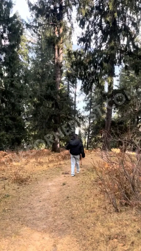 Lamadugh Trek route surrounded with deodar trees