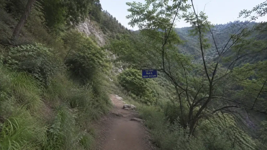 Trek Route Covered with Trees